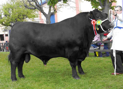 Drumlister Cherry Boy a8882